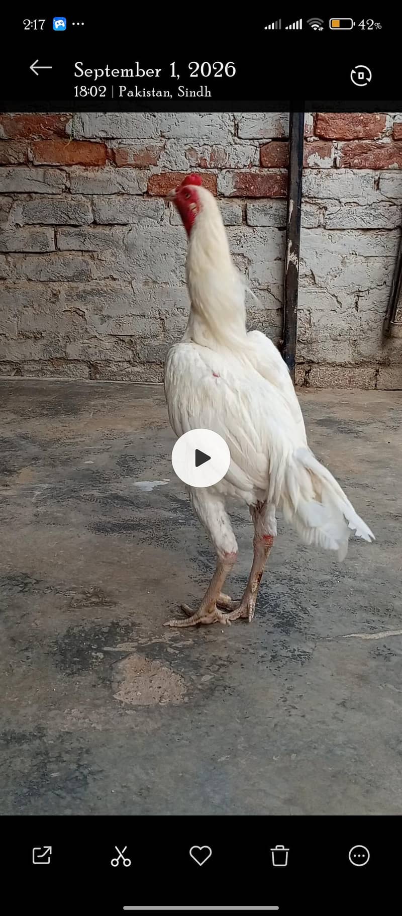 O Shamoo Chicks 0