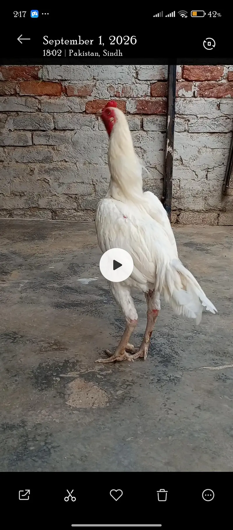 O Shamoo Chicks