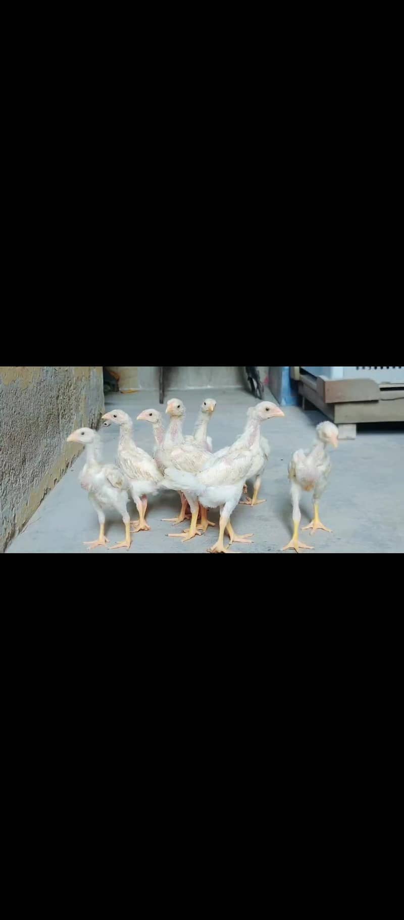 O Shamoo Chicks 1