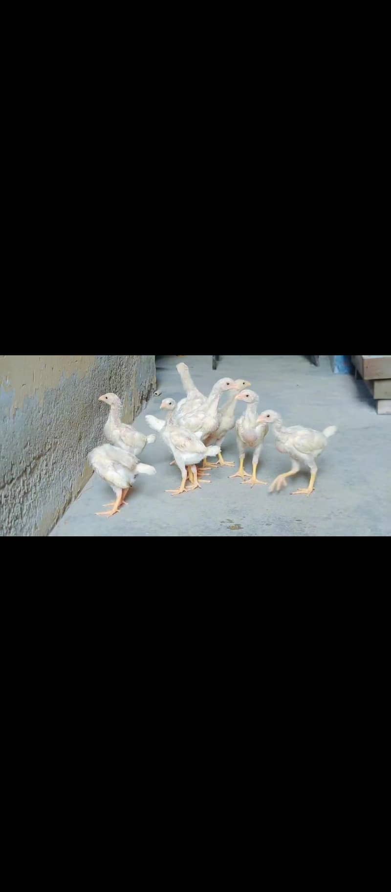 O Shamoo Chicks 2