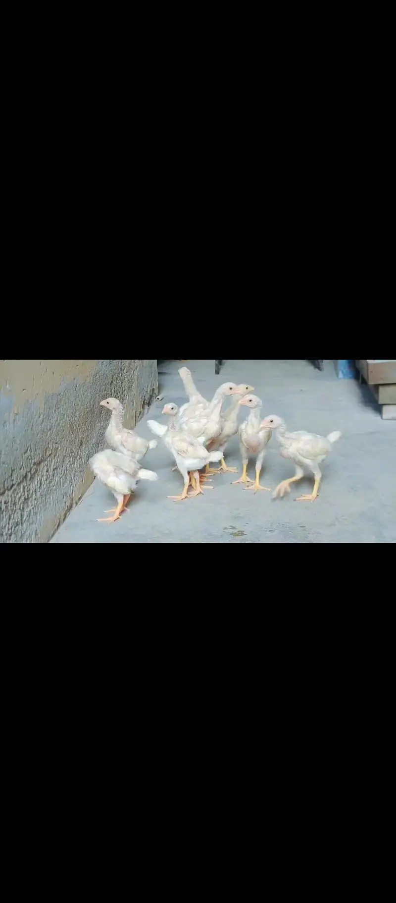 O Shamoo Chicks — photo 3