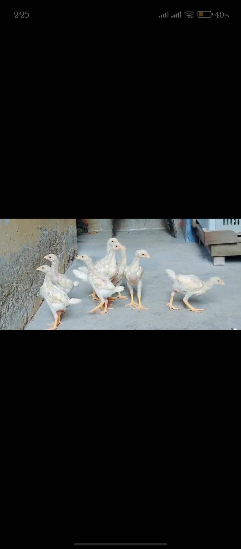O Shamoo Chicks 3