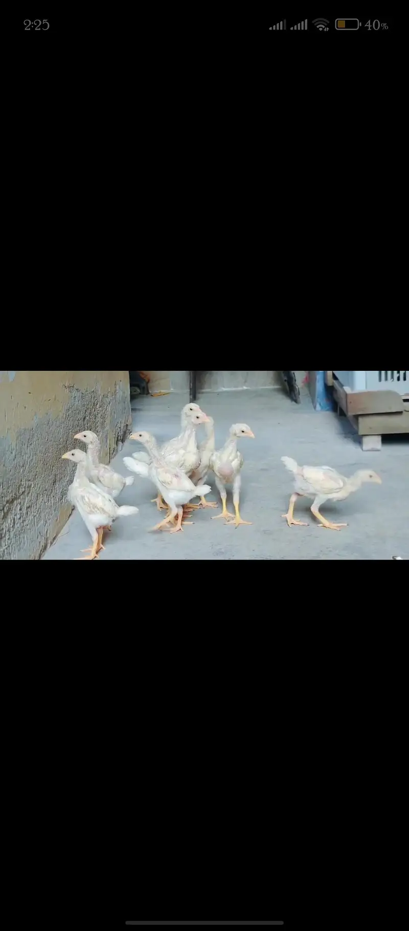 O Shamoo Chicks — photo 4