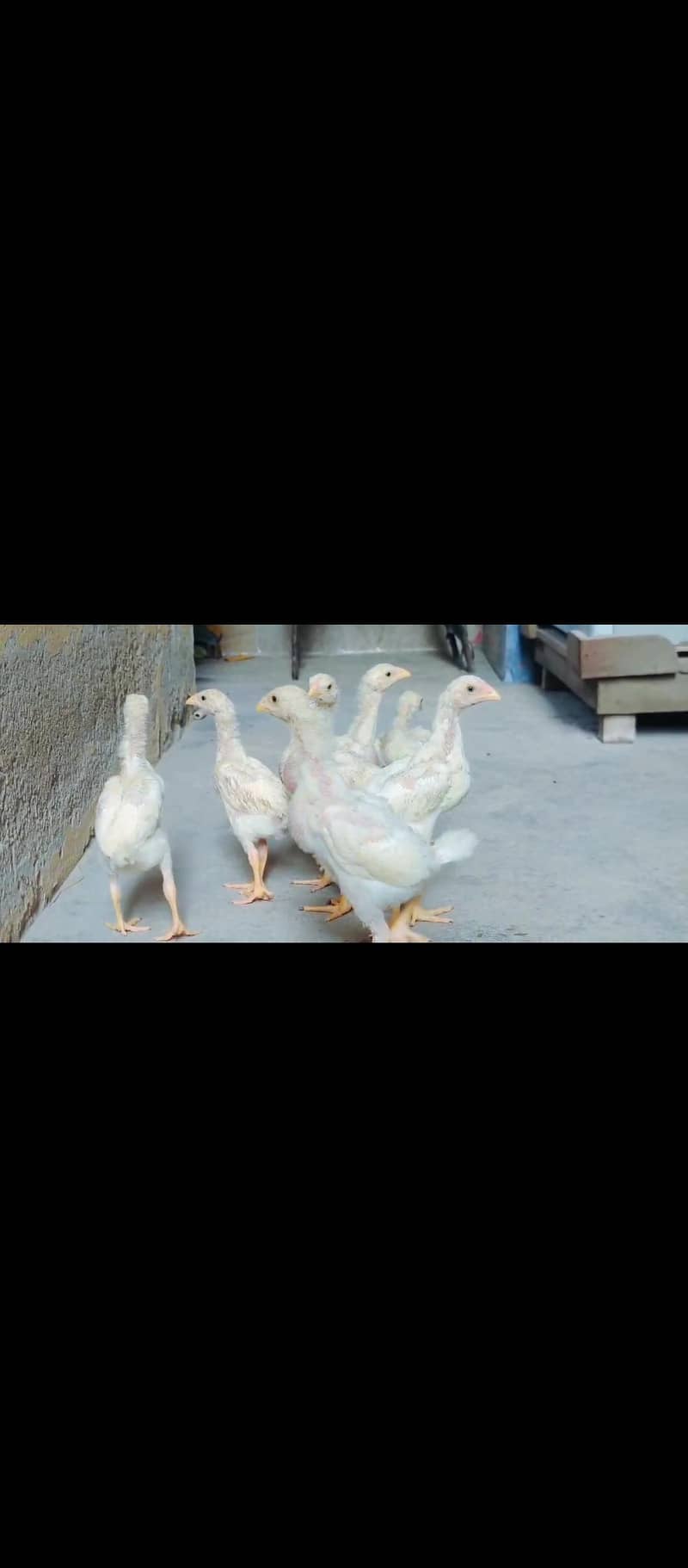 O Shamoo Chicks 4