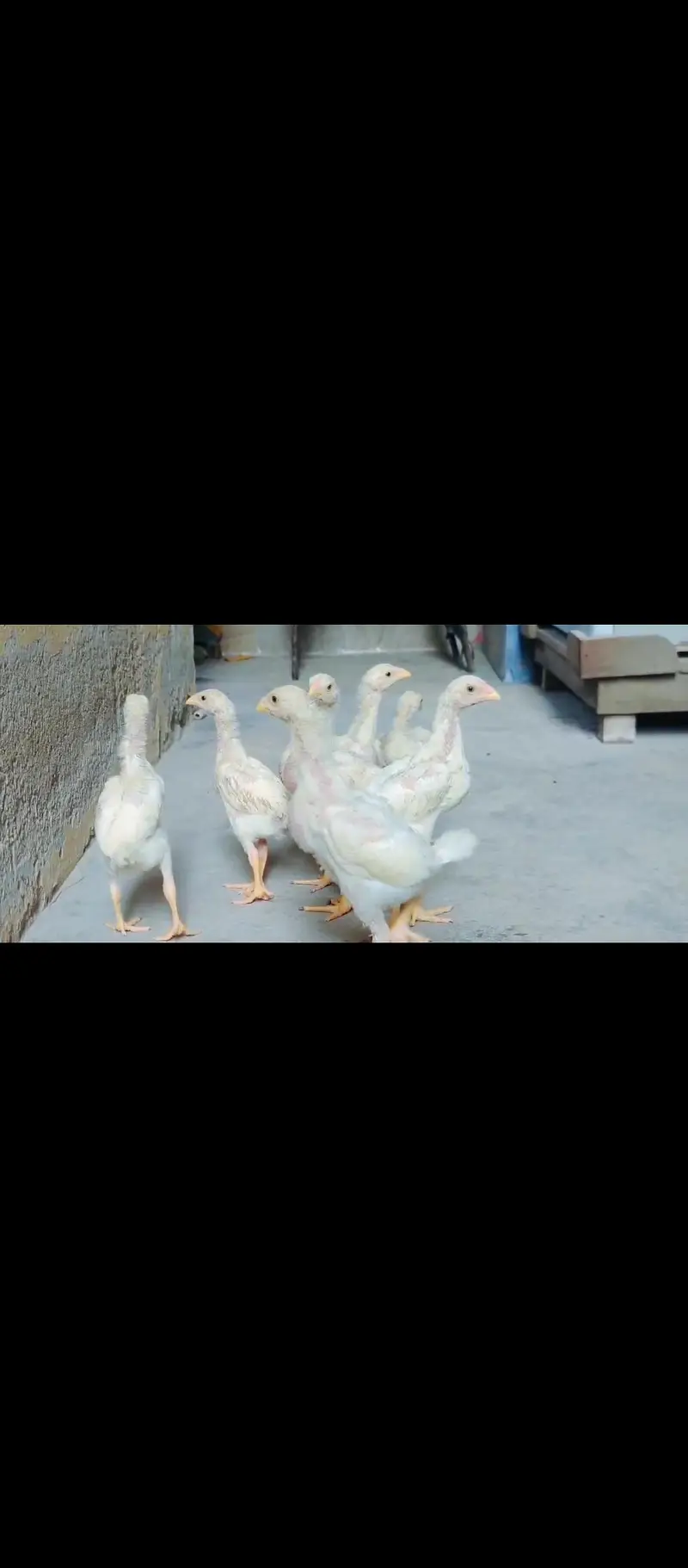 O Shamoo Chicks — photo 5