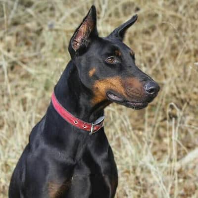doberman male