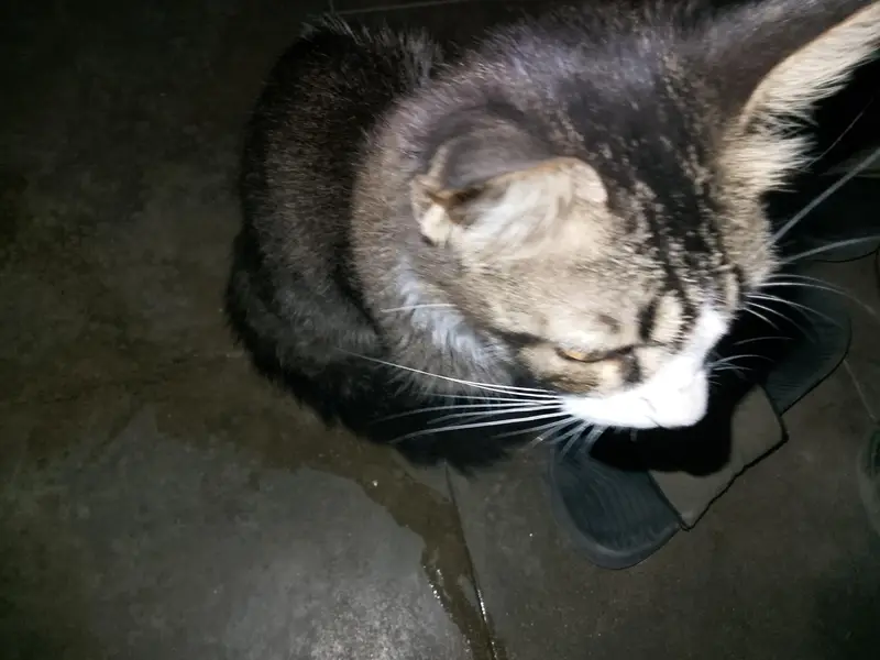 Pakistani+Persian breed — photo 2