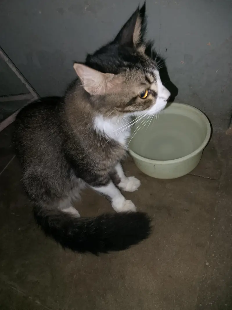 Pakistani+Persian breed — photo 3