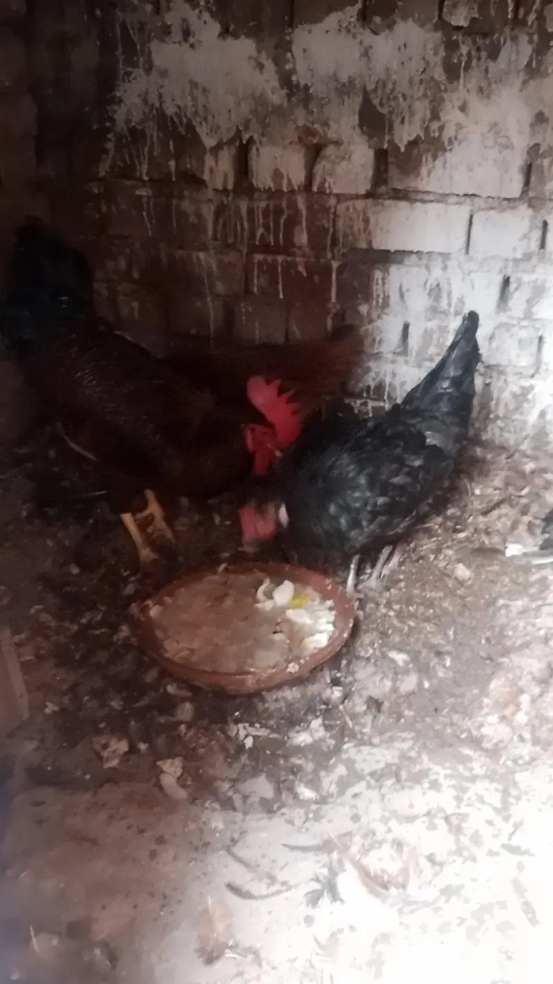 Healthy Hens for Sale – Desi/Golden Hens, Good Quality 