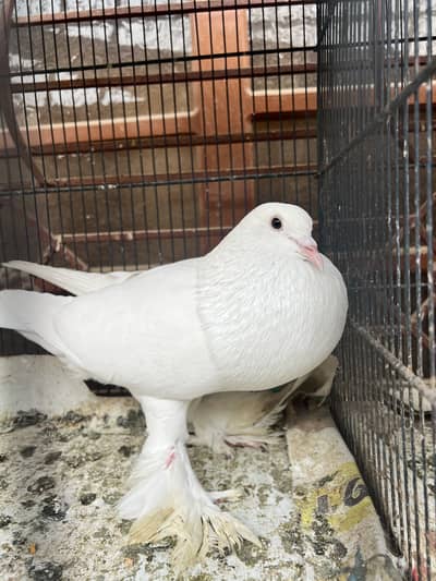 Megpie pouter Male white