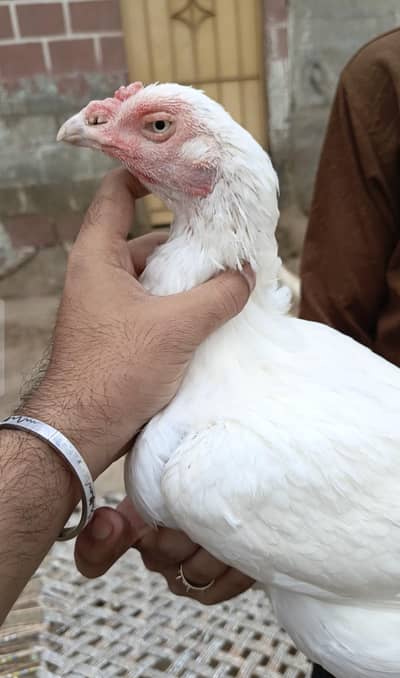 Heera Madi