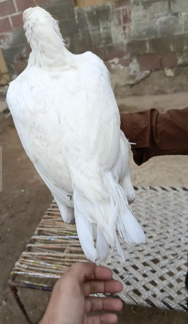 Heera Madi — photo 4