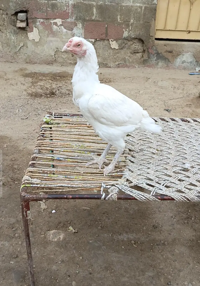 Heera Madi — photo 6