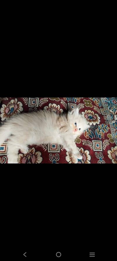 Persian cat