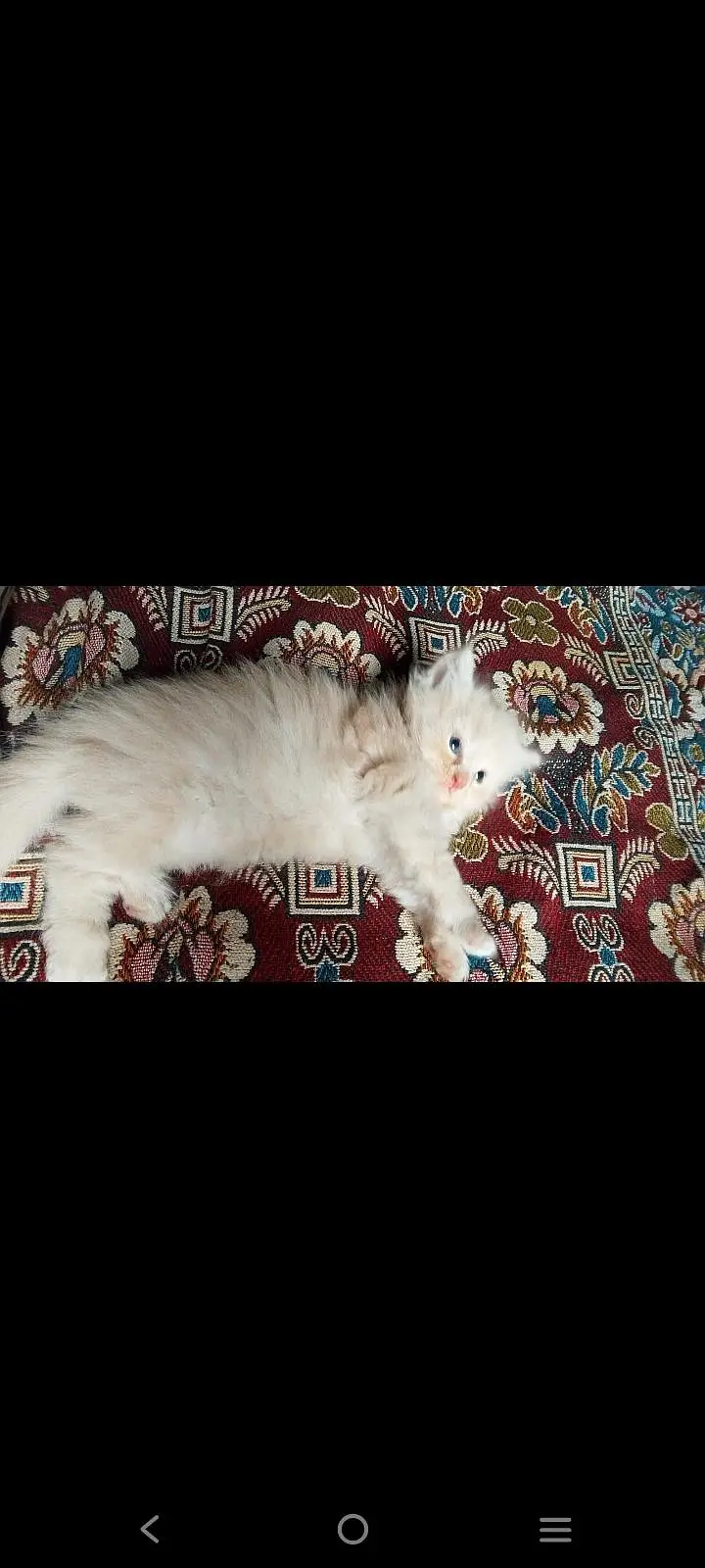 Persian cat