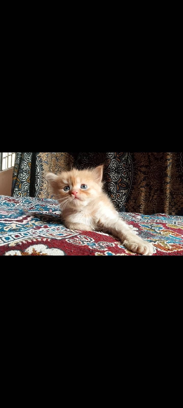 Persian cat 1
