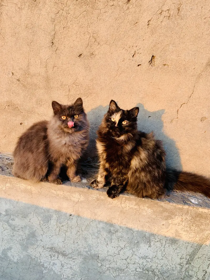 Male and female breedr pair for sale