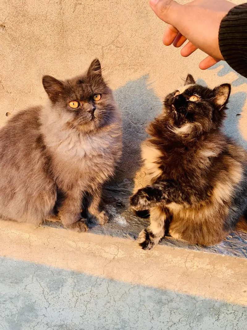 Male and female breedr pair for sale — photo 3