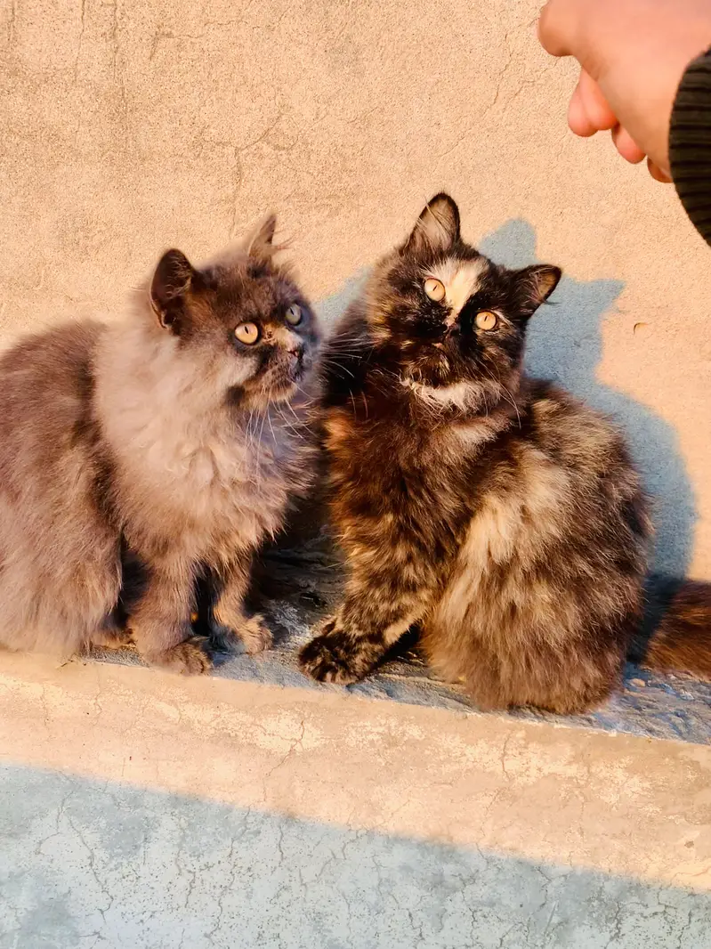 Male and female breedr pair for sale — photo 4