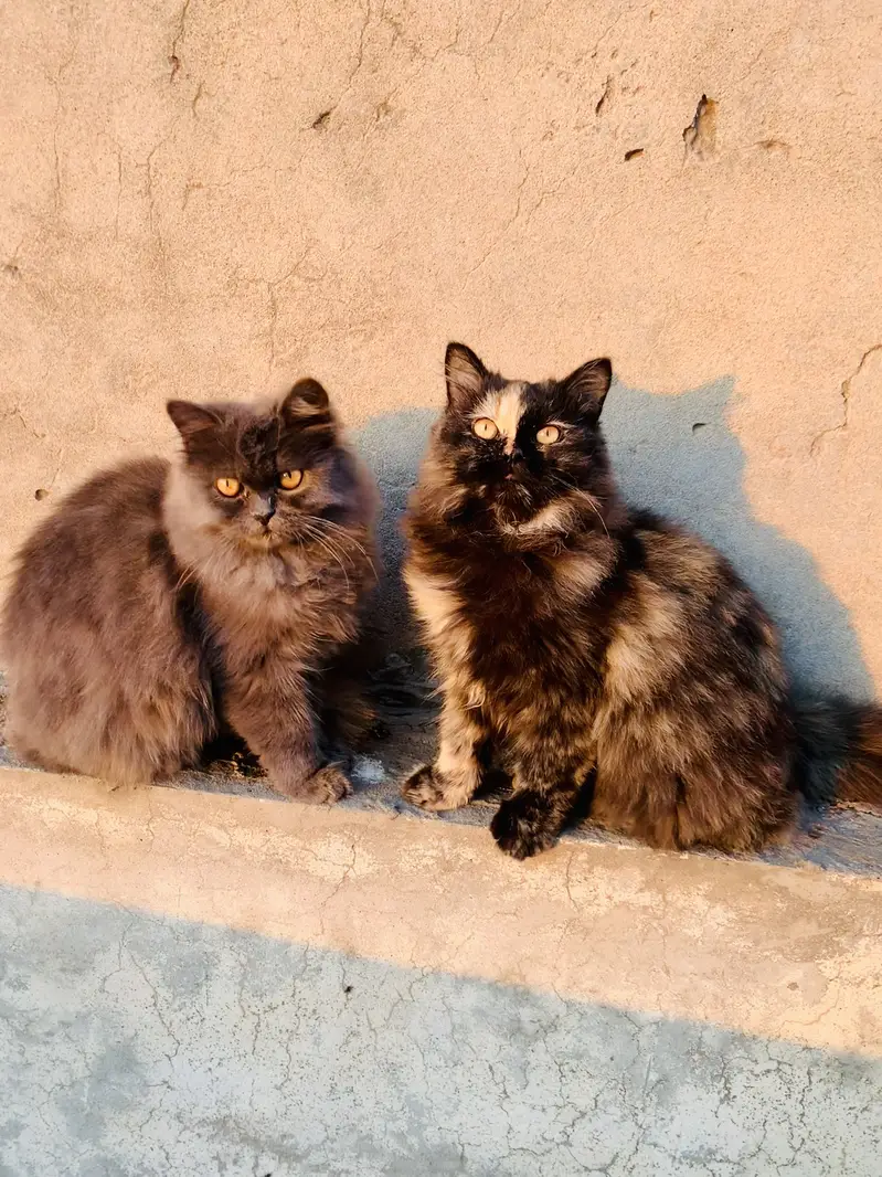Male and female breedr pair for sale — photo 5