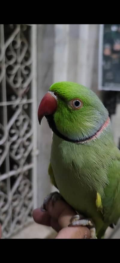 Ringneck parrot 