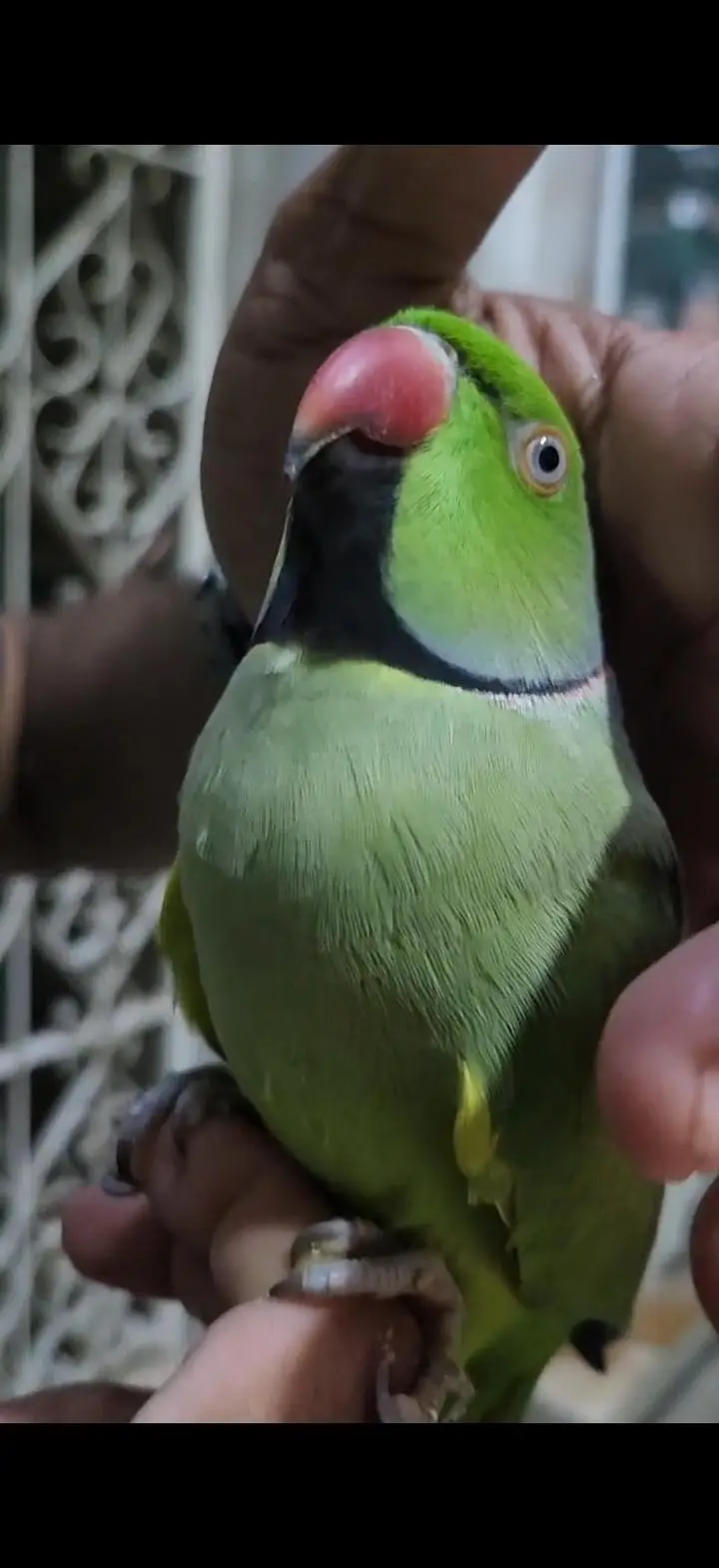 Ringneck parrot  — photo 2
