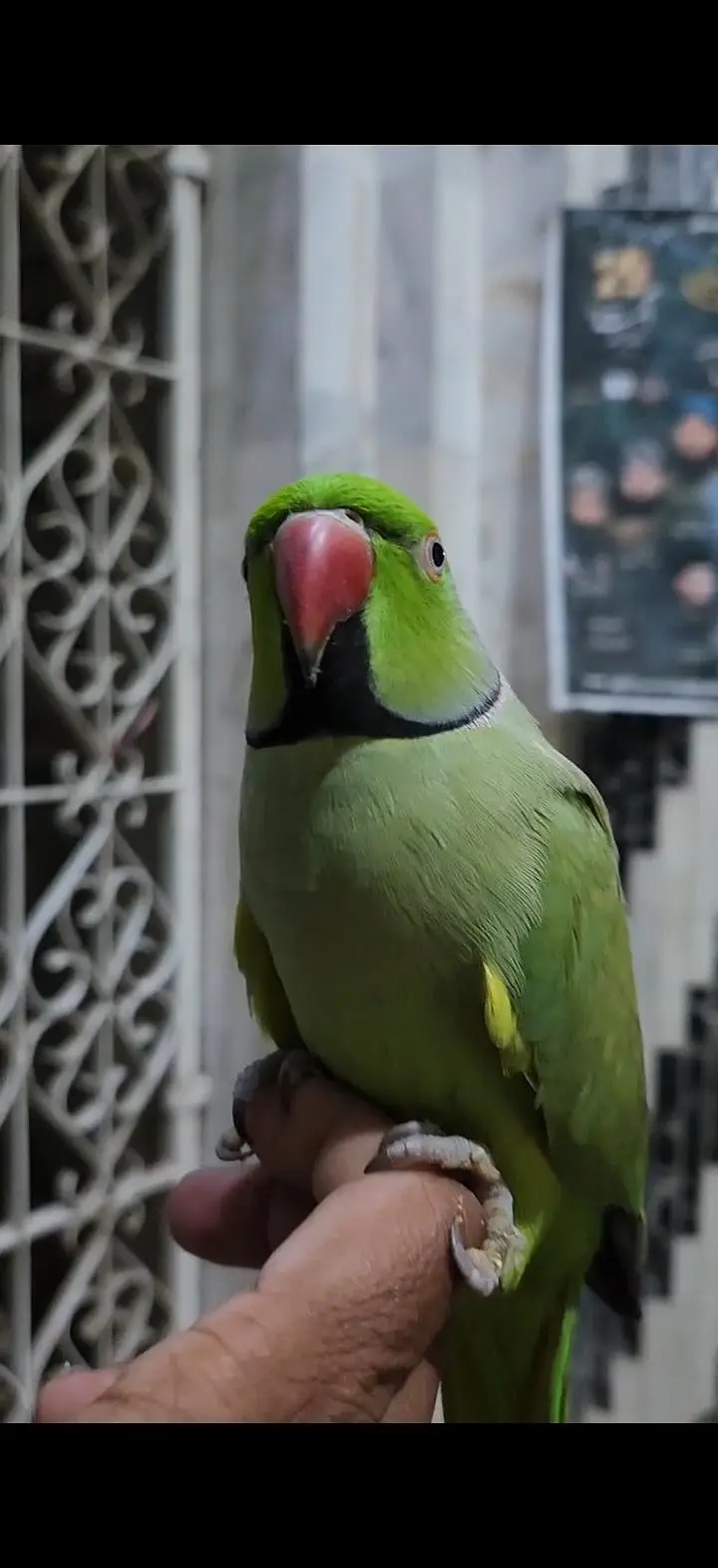 Ringneck parrot  — photo 3