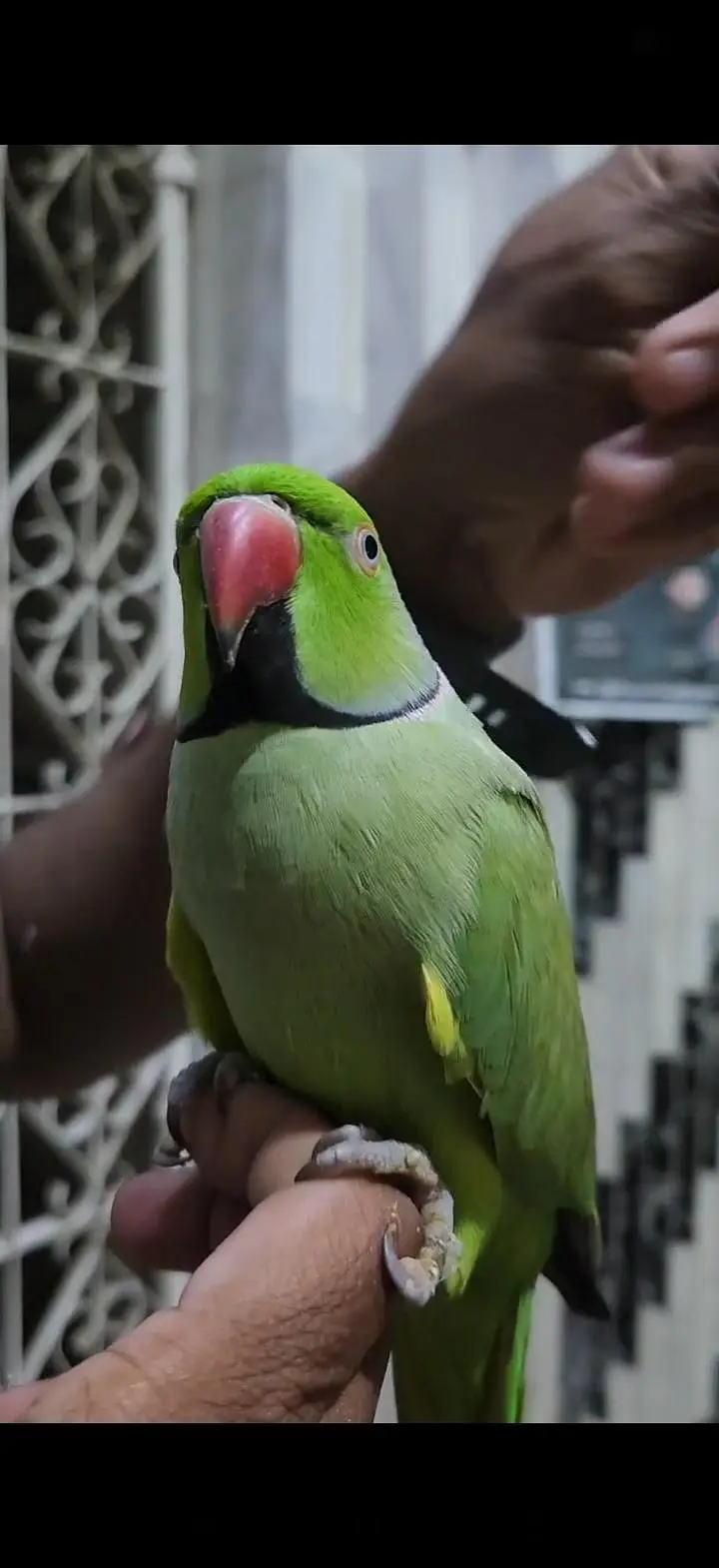 Ringneck parrot  — photo 4