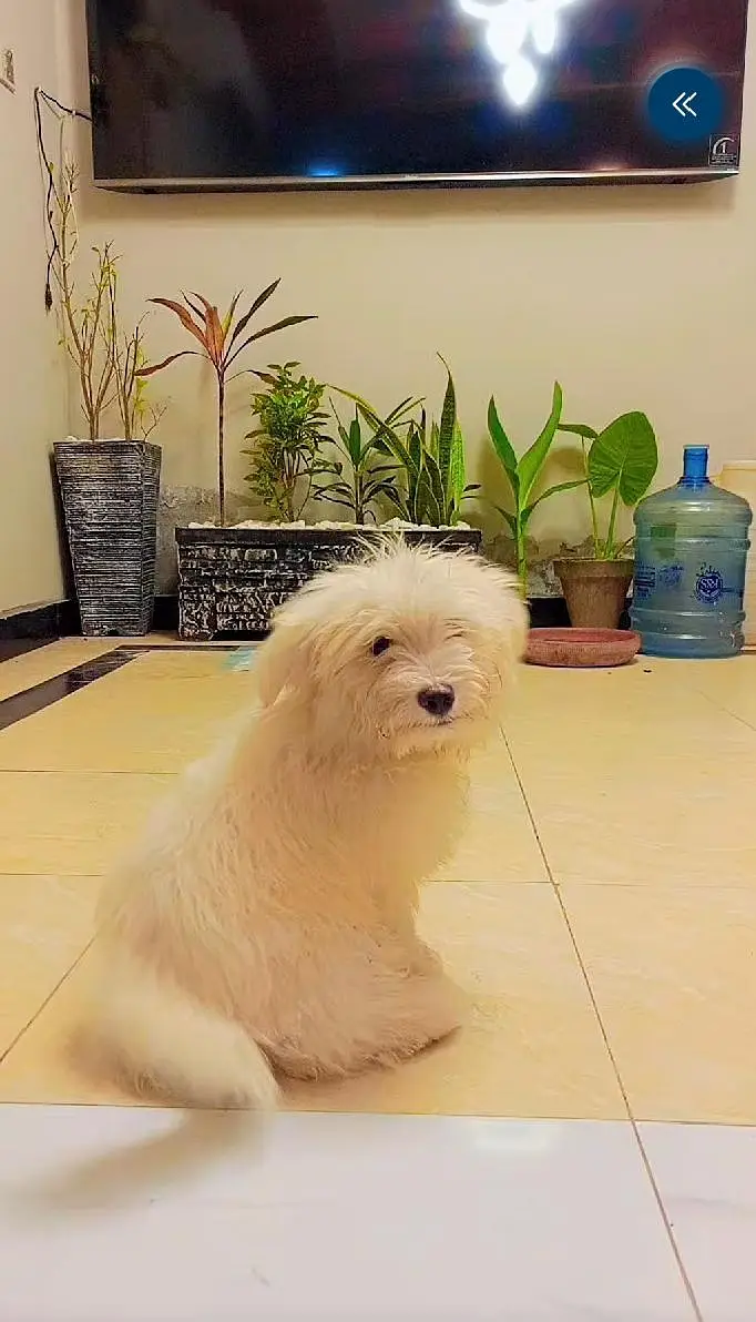 dogs puppys for sale — photo 3