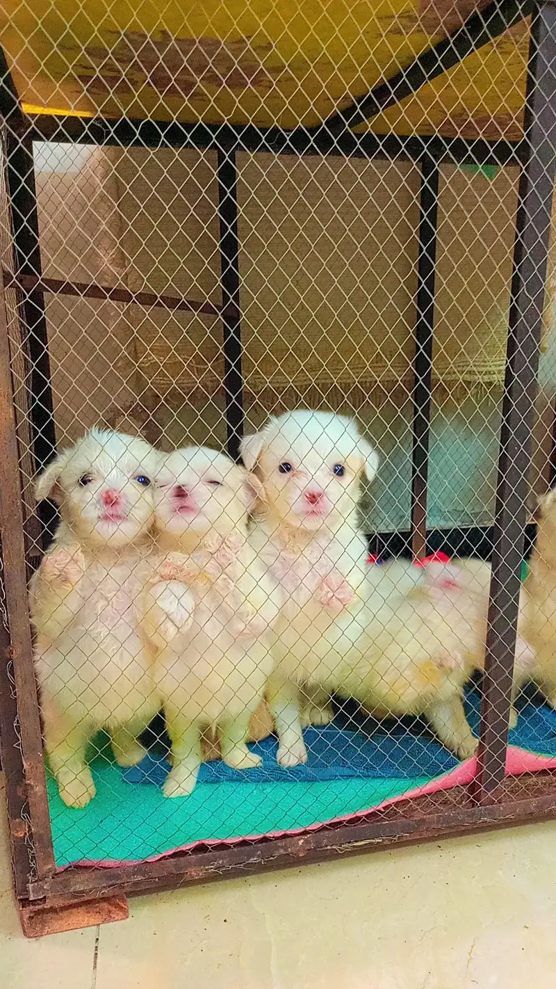 dogs puppys for sale — photo 4