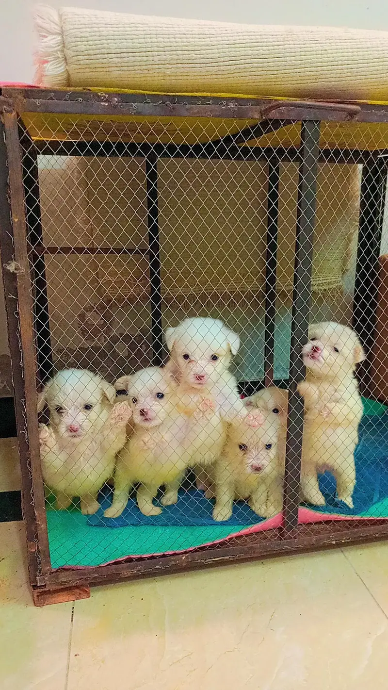 dogs puppys for sale — photo 5