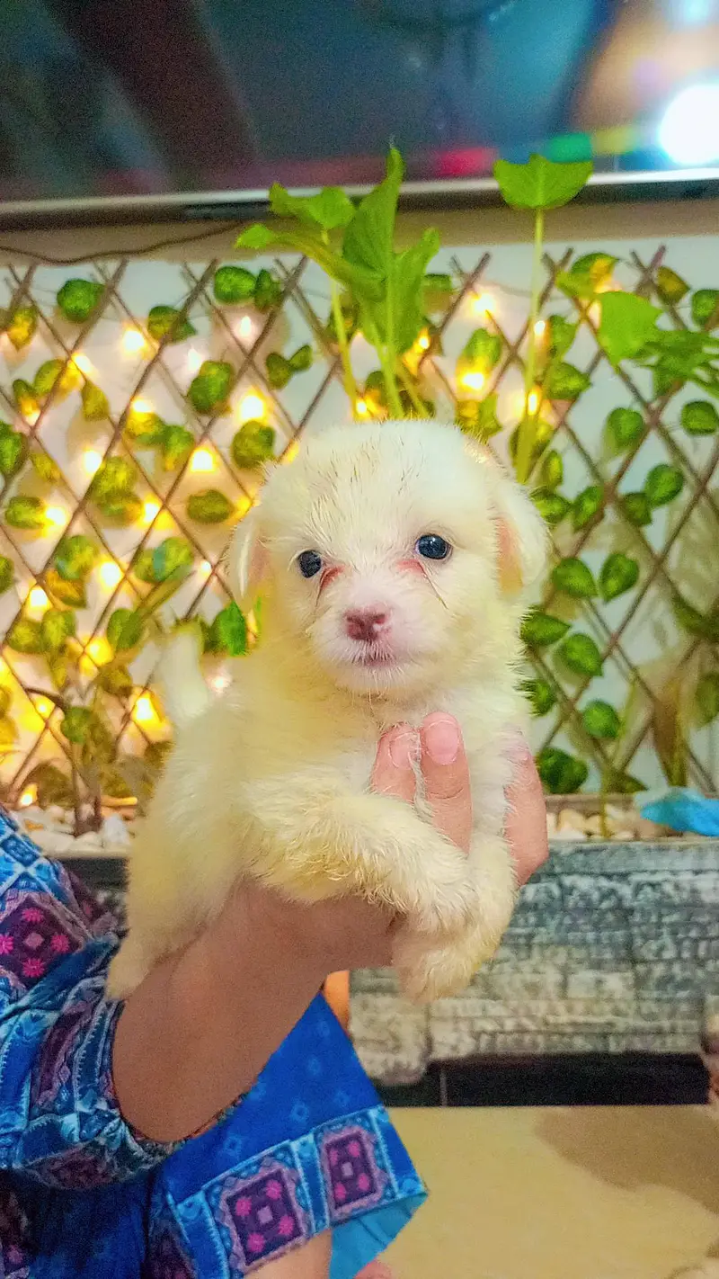 dogs puppys for sale — photo 6