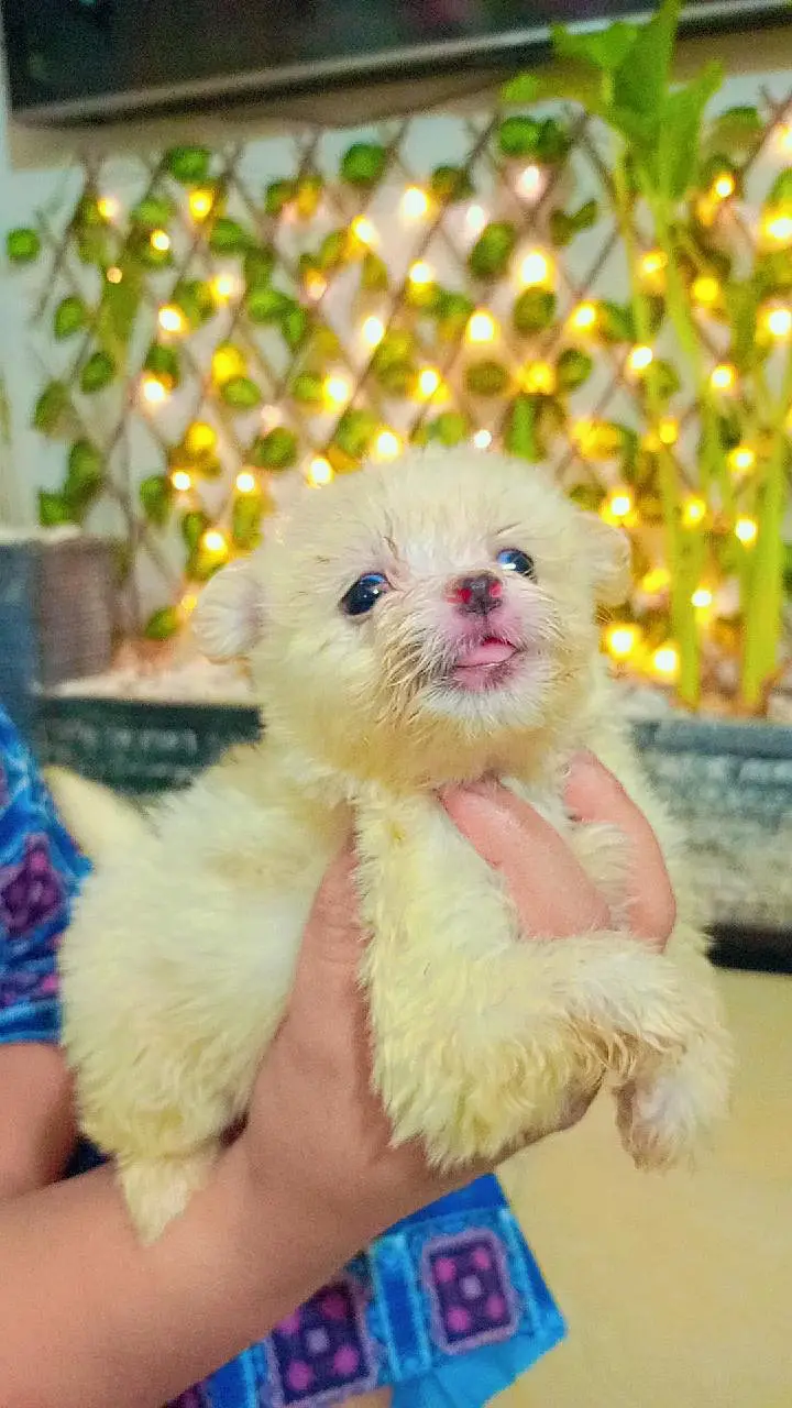 dogs puppys for sale — photo 7