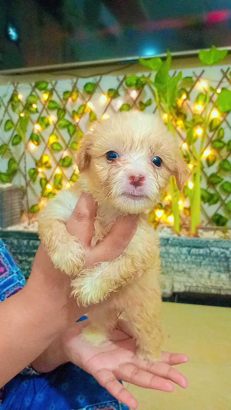 dogs puppys for sale — photo 8