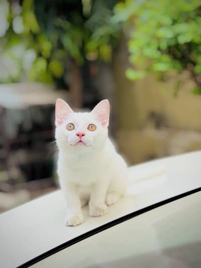 Russian kitten