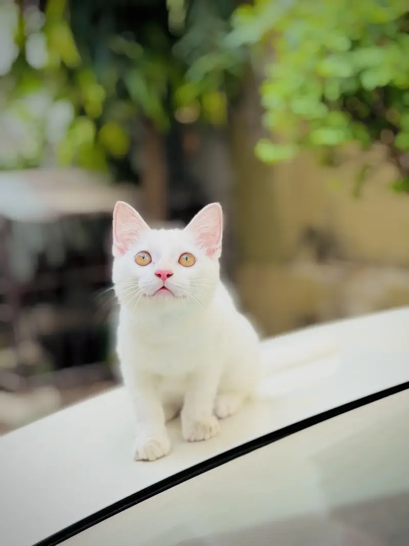 Russian kitten