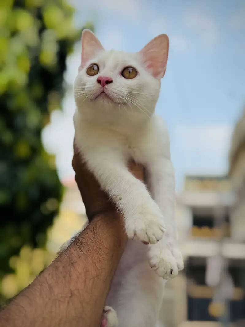 Russian kitten — photo 2