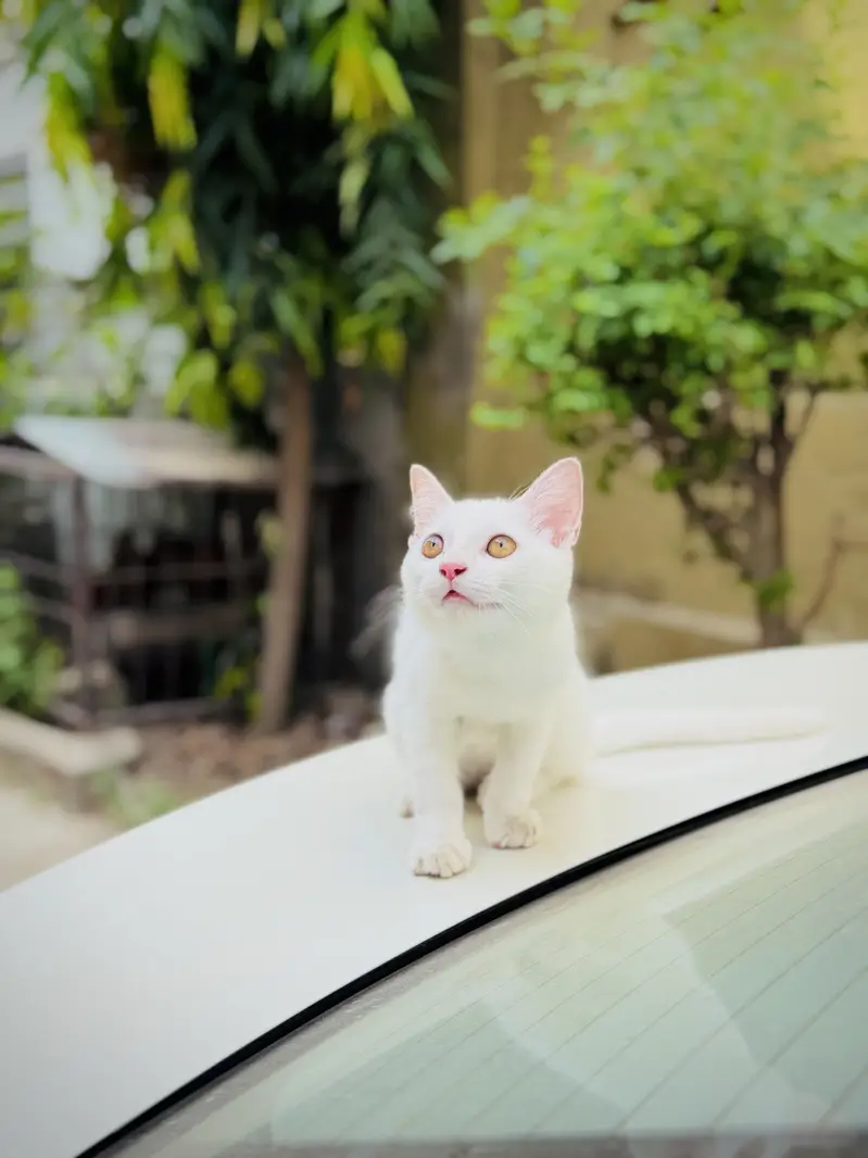 Russian kitten — photo 3