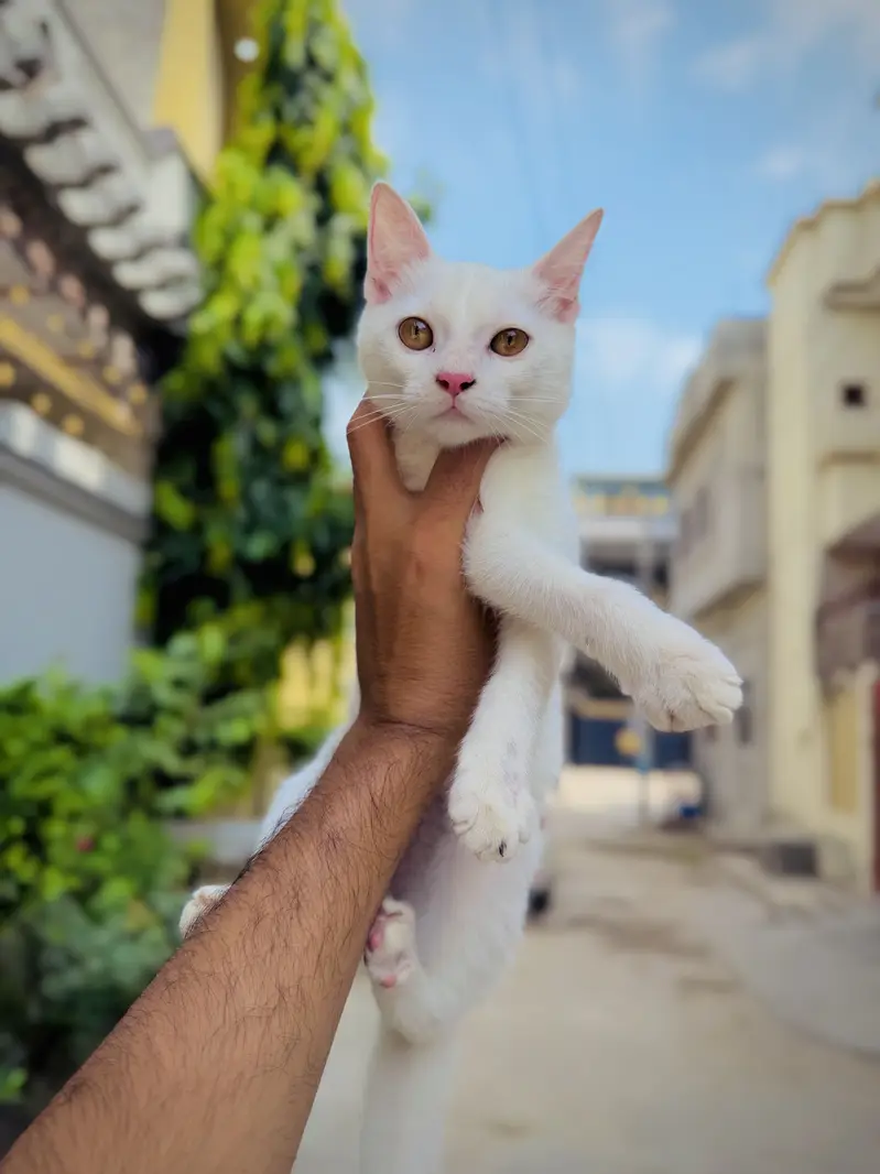 Russian kitten — photo 4