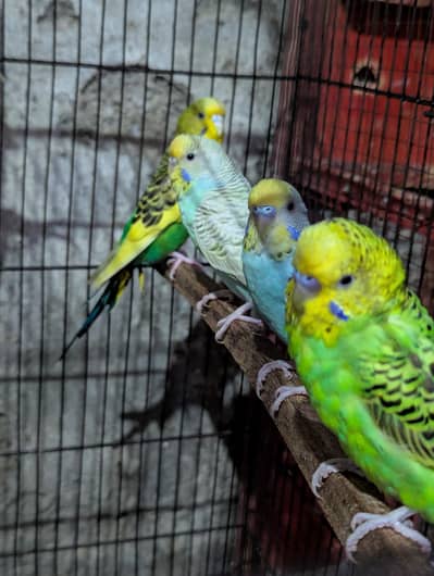 Australian parrots