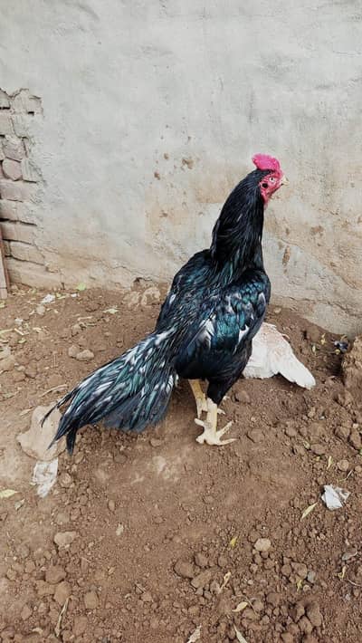 lassani chicks