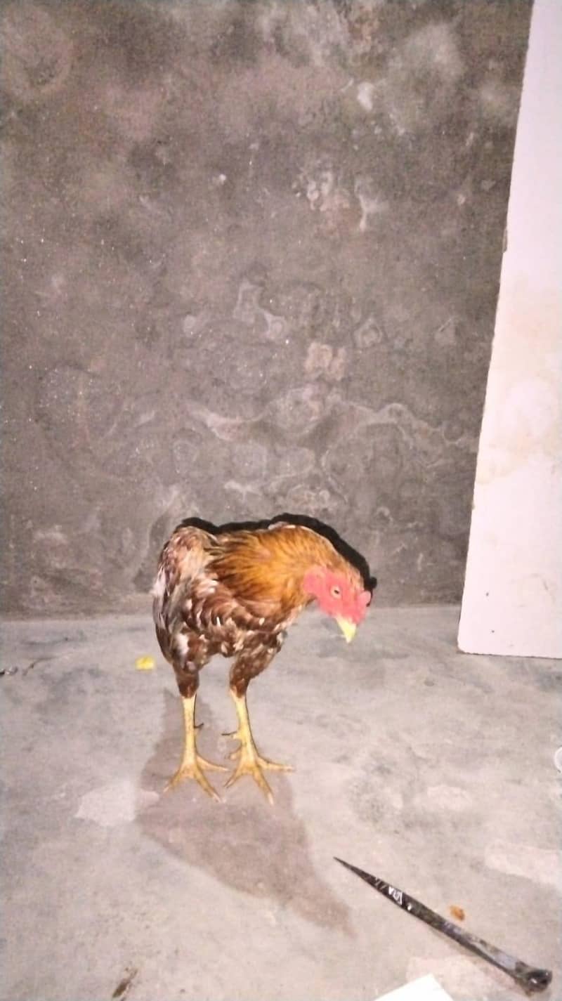 جوڑا میاں والی کا مناسب ریٹ پر دستیاب ہے 1