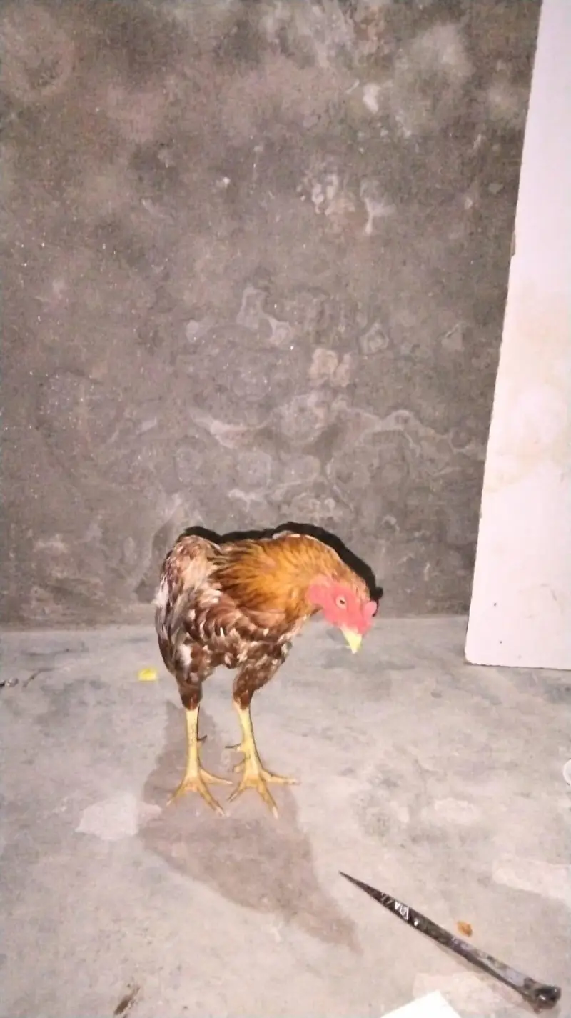 جوڑا میاں والی کا مناسب ریٹ پر دستیاب ہے — photo 2