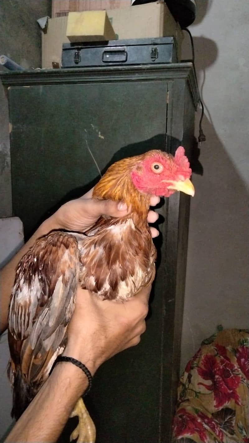 جوڑا میاں والی کا مناسب ریٹ پر دستیاب ہے 3