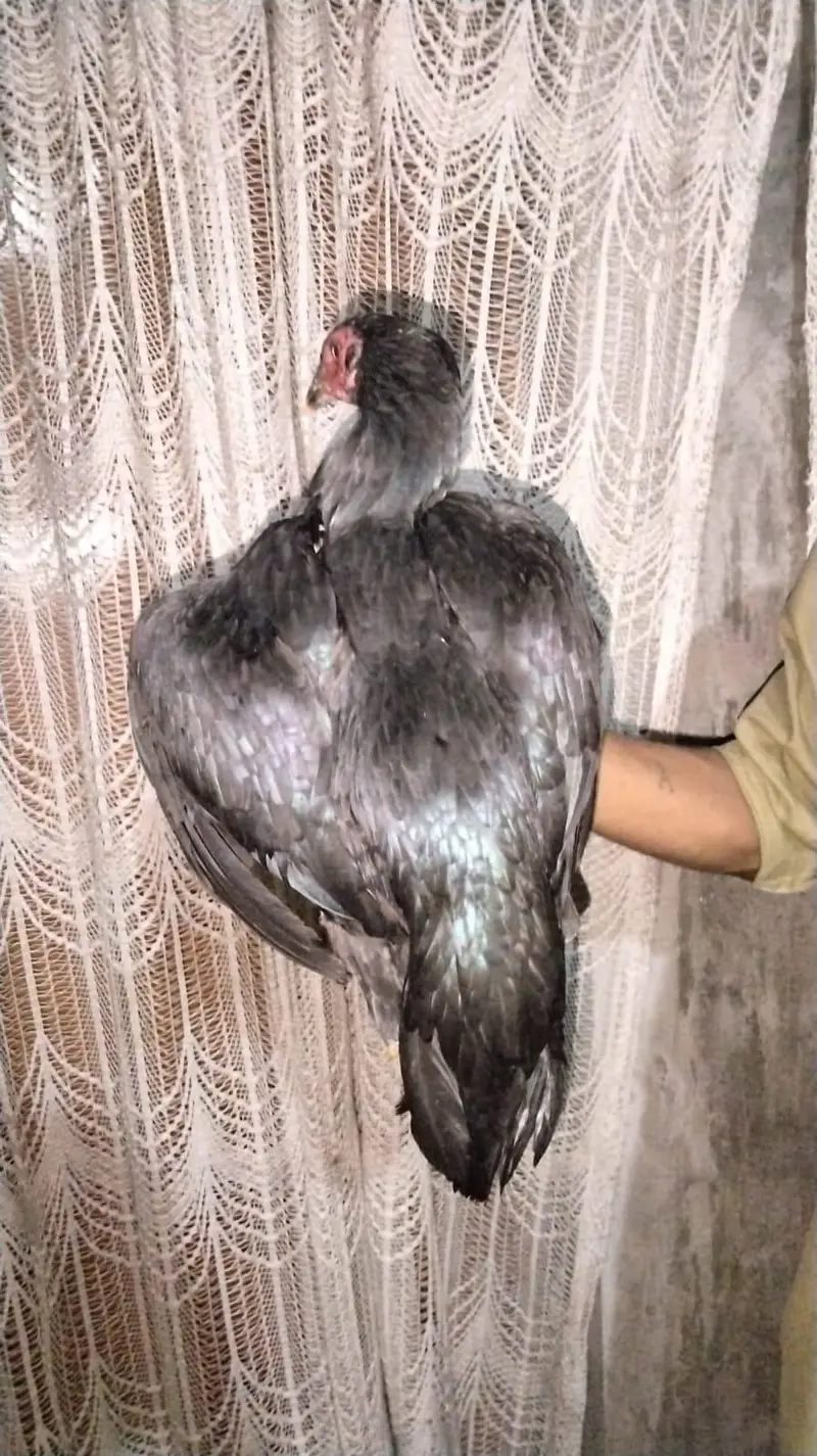 جوڑا میاں والی کا مناسب ریٹ پر دستیاب ہے — photo 8