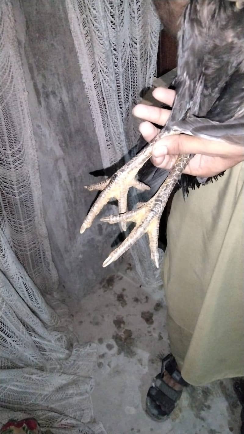 جوڑا میاں والی کا مناسب ریٹ پر دستیاب ہے 8