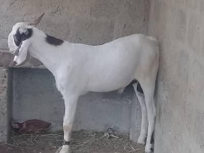 ghulabi Bakra forsale