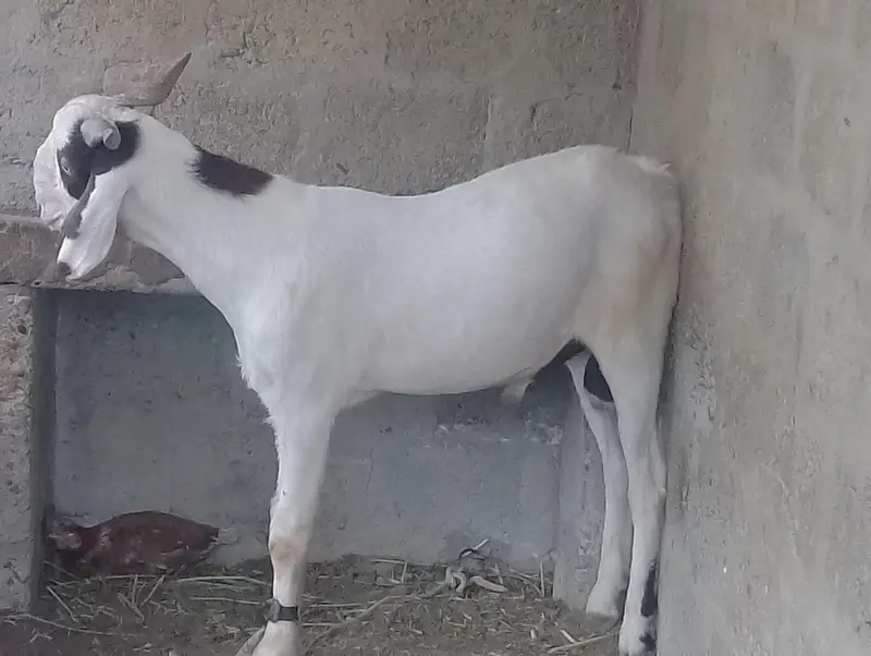 ghulabi Bakra forsale