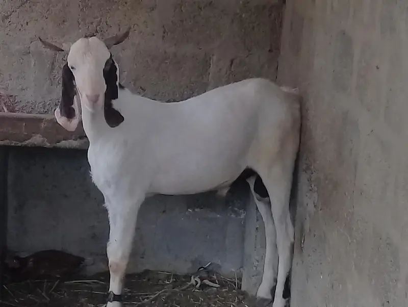 ghulabi Bakra forsale — photo 2