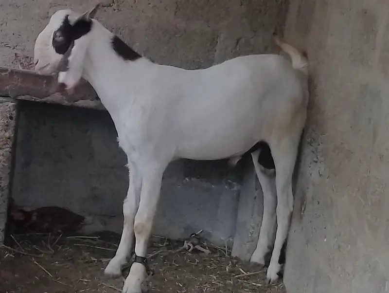 ghulabi Bakra forsale — photo 3